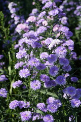 Aster