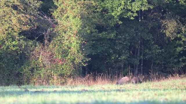 Two females wild boars foraging in a plain while a striped piglet hides in the tall grass at the edge of a forest. Sus scrofa, Sologne, Loiret 45, r&eacute;gion Centre Val de Loire, France, Europe