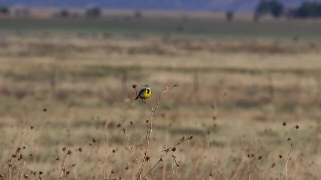 A Chihuahuan Meadowlark, a newly recognized species, on the prairie in northeastern New Mexico