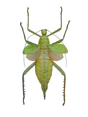 Jungle nymph Heteropteryx dilatata, a Malaysian stick insect, displays its vibrant green body and intricate wing structure in an isolated setting, highlighting its unique features.