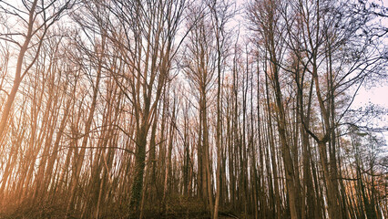 Tall trees reaching towards the sky in a tranquil forest setting