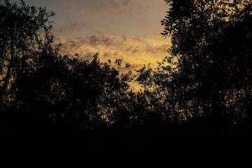Dramatic silhouette of olive trees and foliage framing a warm, golden and cloudy sunset sky
