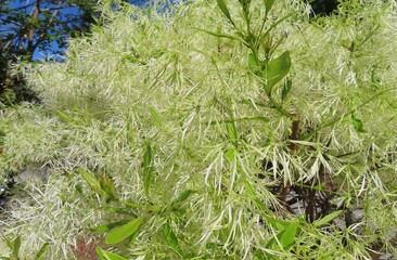 Fringe tree (Chionanthus virginicus) in Florida nature