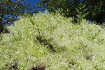 Fringe tree (Chionanthus virginicus) in Florida nature