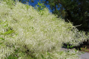 Fringe tree (Chionanthus virginicus) in Florida nature