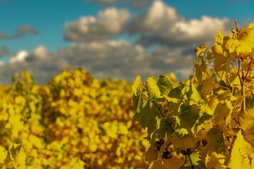 vineyards with yellowed leaves and some unharvested bunches of grapes on a sunny day in late October