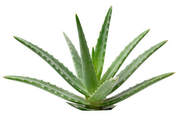 Fototapeta premium Fresh Green Aloe Vera Plant With Spiky Leaves Isolated