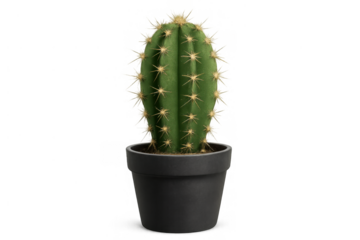 Green cactus houseplant growing in a dark pot for home decor and indoor plant collections, transparent background