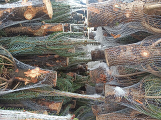 Freshly cut christmas trees bundled for sale with protective netting