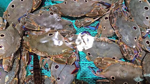 Fresh live crabs at seafood market in turquoise basket. Raw crustaceans with claws and shells displayed for sale. Close-up overhead view of marine seafood catch ready for cooking and consumption.