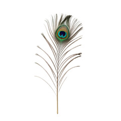 Fototapeta premium Isolated Peacock Feather with Vibrant Blue and Green Eye