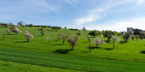 fruit trees