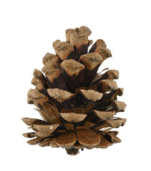 Pi&ntilde;a de un pino seca, fondo blanco