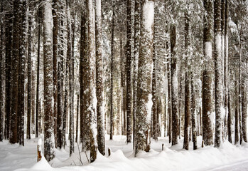 Fototapeta premium Winterlicher Nadelwald im Schnee bei düsterem Licht Winter coniferous forest in the snow under dim light