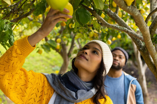 Diverse couple in knit caps picking lemons beneath tree canopy in citrus orchard