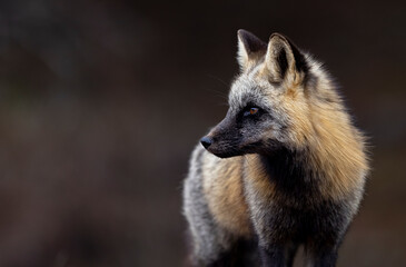 Obraz premium Cross Fox (Red fox, cross colour morph) 