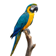 Obraz premium Blue and yellow macaw perched on a branch against a solid setting on transparent background