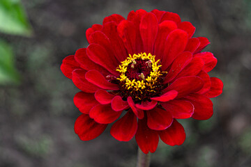 Beautiful red zinnia flower in the city garden.