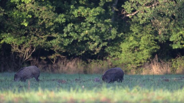 Females wild boars foraging and walking in a plain with one striped piglet at the edge of a forest at sunrise. Sus scrofa, Sologne, Loiret 45, r&eacute;gion Centre Val de Loire, France, Europe
