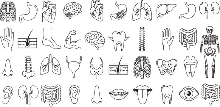 Minimal vector anatomy organ icon set with bold line art medical symbols of human body part brain heart lungs stomach liver kidney bladder pancreas spine intestine thyroid ribs skeleton skull