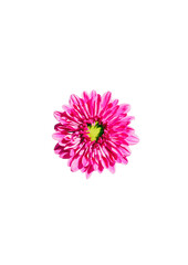 pink daisy on white background