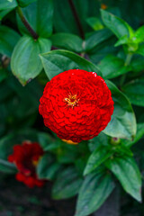 Beautiful red zinnia flower in the city garden.