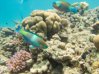 A rusty parrotfish, Scarus ferrugineus, swimming among coral. These fish are a vibrant component of tropical marine ecosystems and are known for their distinctive features and ecological role.