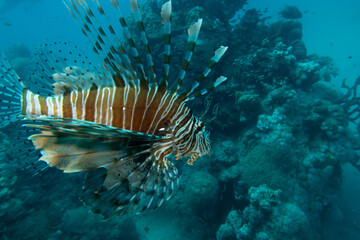 A Red sea lionfish, pterois volitans swimming over tropical reef with blue water in background. Picture from Egypt