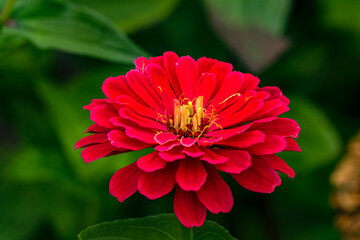 Beautiful red zinnia flower in the city garden.
