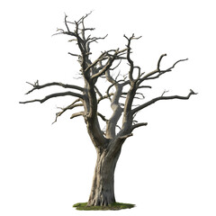 Fototapeta premium Ancient gnarled dead tree with intricate branches isolated on transparent background