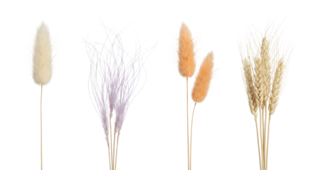 A collection of carefully arranged decorative dried floral arrangements, minimalist botanical