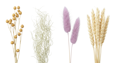 Elegant dried botanical assortment showcasing diverse textures and natural tones on an isolated