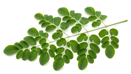 Fototapeta premium Moringa oleifera branch with fresh green leaves isolated on white background, health and nutrition concept isolated on white background