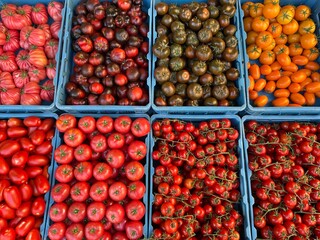 Many different tomatoe varieties and colors on display