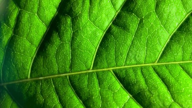 Macro shot of a fresh green leaf with natural texture and veins. Close-up nature background symbolizing freshness, ecology, and life
