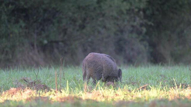 Female wild boar walking and foraging  the ground in search of food in a plain at sunrise. Water vapor escapes from his fur. Sus scrofa, Sologne, Loiret 45, r&eacute;gion Centre Val de Loire, France, Europe