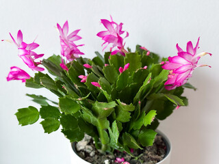 Beautiful blooming Christmas thanksgiving cacti houseplant with vibrant pink flowers in flower pot isolated on white background