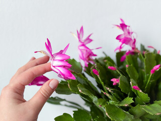 Beautiful blooming Christmas thanksgiving cacti houseplant with vibrant pink flowers in flower pot and female hand isolated on white background