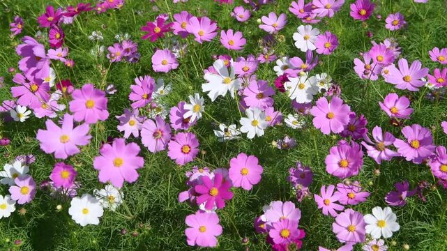 A lush field bursting with vibrant cosmos flowers in shades of pink and purple, each bloom featuring a bright yellow center. The flowers sway gently among green stems and leaves. Lop Buri. Thailand