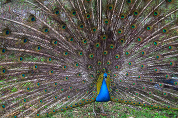 Vibrant male peacock displaying full colorful plumage in natural setting