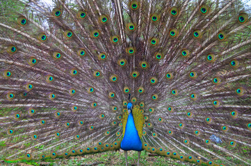 Vibrant male peacock displaying full colorful plumage in natural setting