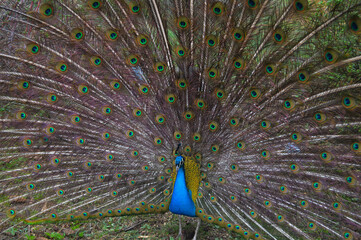 Majestic Peacock Displaying His Iridescent Tail Feathers with Brilliant Ocelli