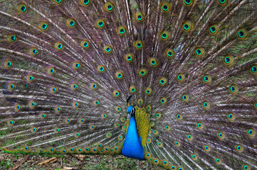 Majestic Peacock Displaying His Iridescent Tail Feathers with Brilliant Ocelli
