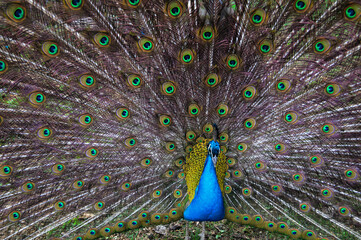 Majestic Peacock Displaying His Iridescent Tail Feathers with Brilliant Ocelli