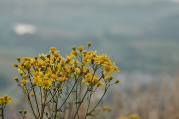 Obraz premium Wild yellow flowers against a background of softly eroded hills. An atmospheric natural scene with warm hues and a sense of calm and privacy.