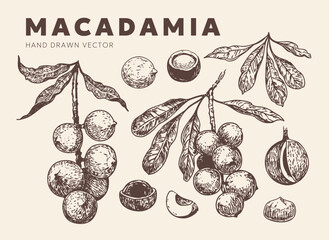 Macadamia nut sketch, a set of hand-drawn vector illustrations on a transparent background.