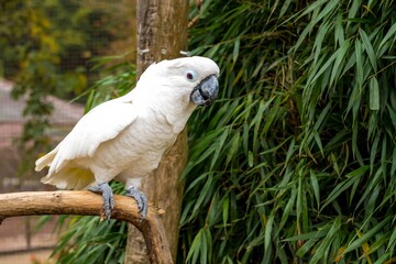 white parrot on branch watches surroundings, perched cockatoo surveys environment with sharp gaze