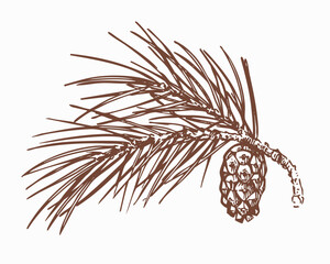 Pine cones, sketch, one-color hand drawn vector illustrations, monochrome