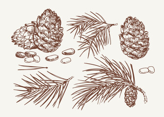 Pine cones, pine nuts,  sketch, one-color hand drawn vector illustrations, monochrome