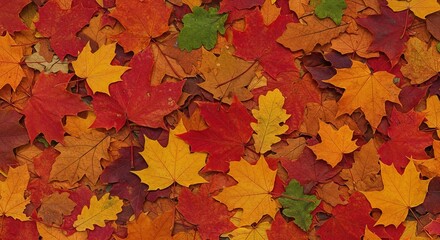 Fototapeta premium Vibrant autumn leaves in a medley of warm colors creating a natural tapestry